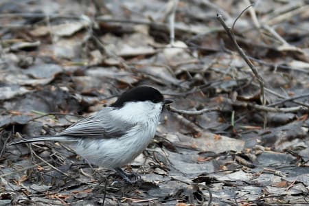 Willow Tit (wangjianli, Xinjiang China)