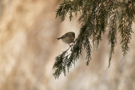 Goldcrest (hongliangyang, Xinjiang China)