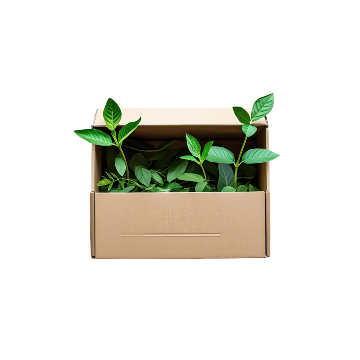 Eco-Friendly Bath Packaging