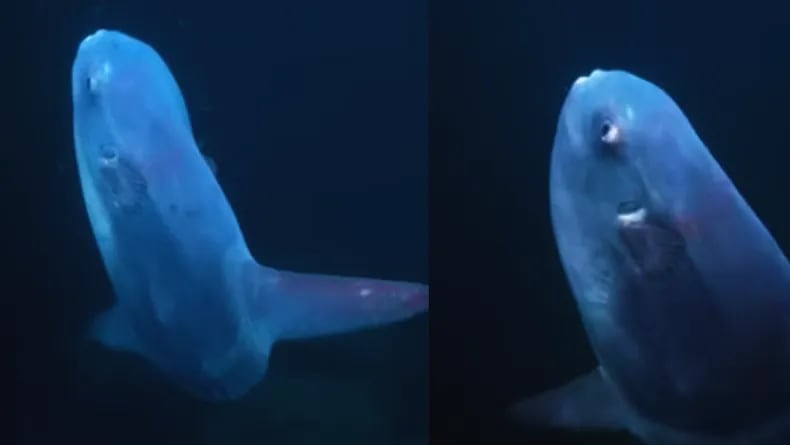 El pez luna o mola (Mola mola), considerado el pez óseo más pesado del mundo, captado en aguas uruguayas por primera vez en la expedicion del Falkor (too)