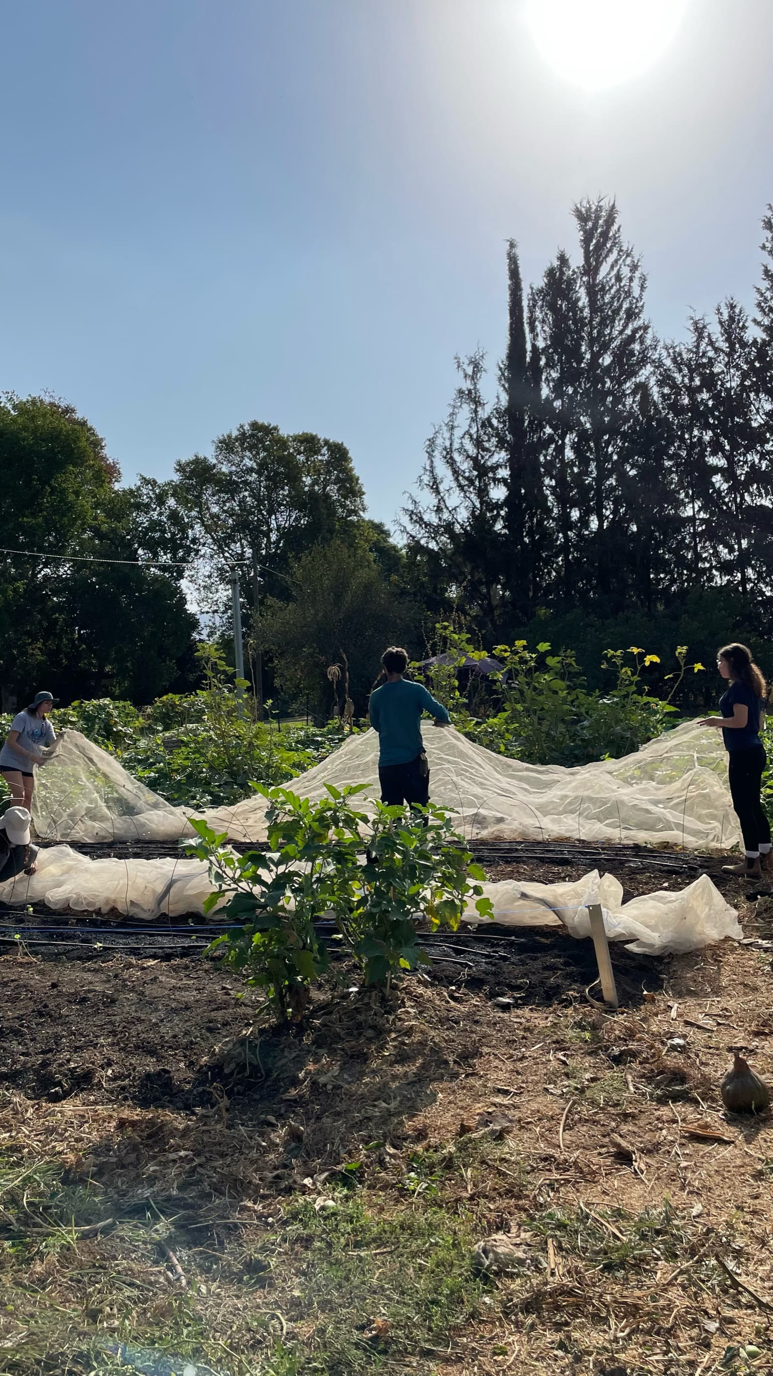 Three participants working on a shared garden for the Kibbutz.