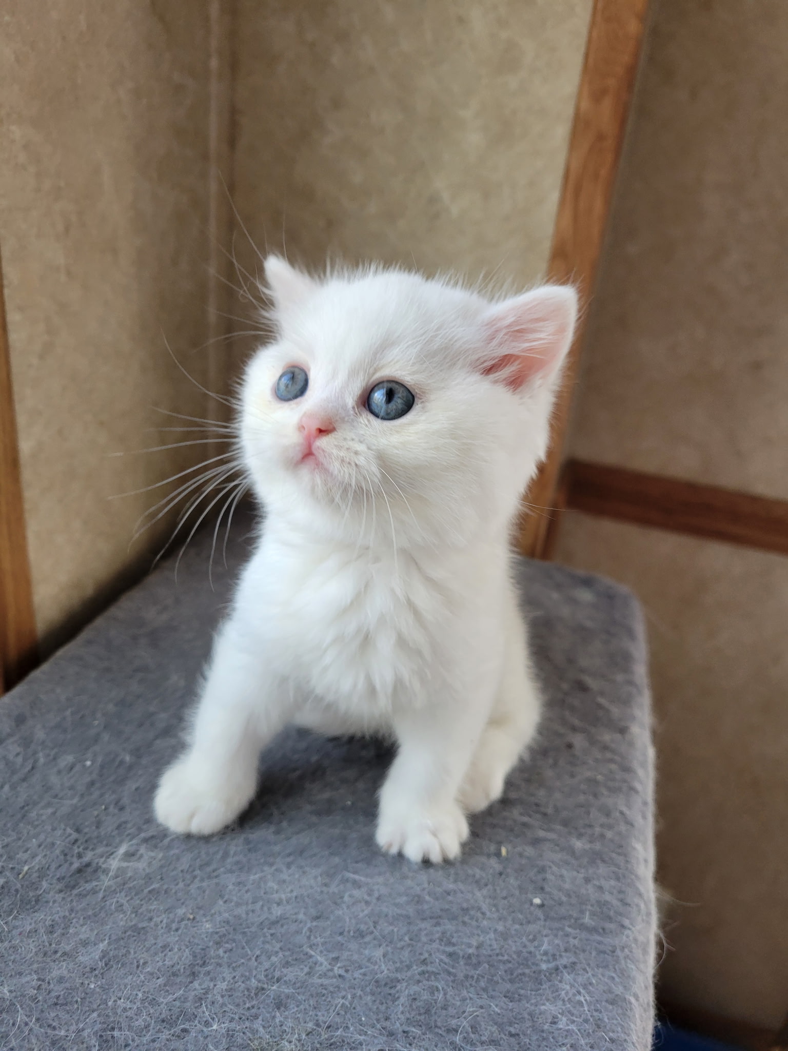 Fluffy 