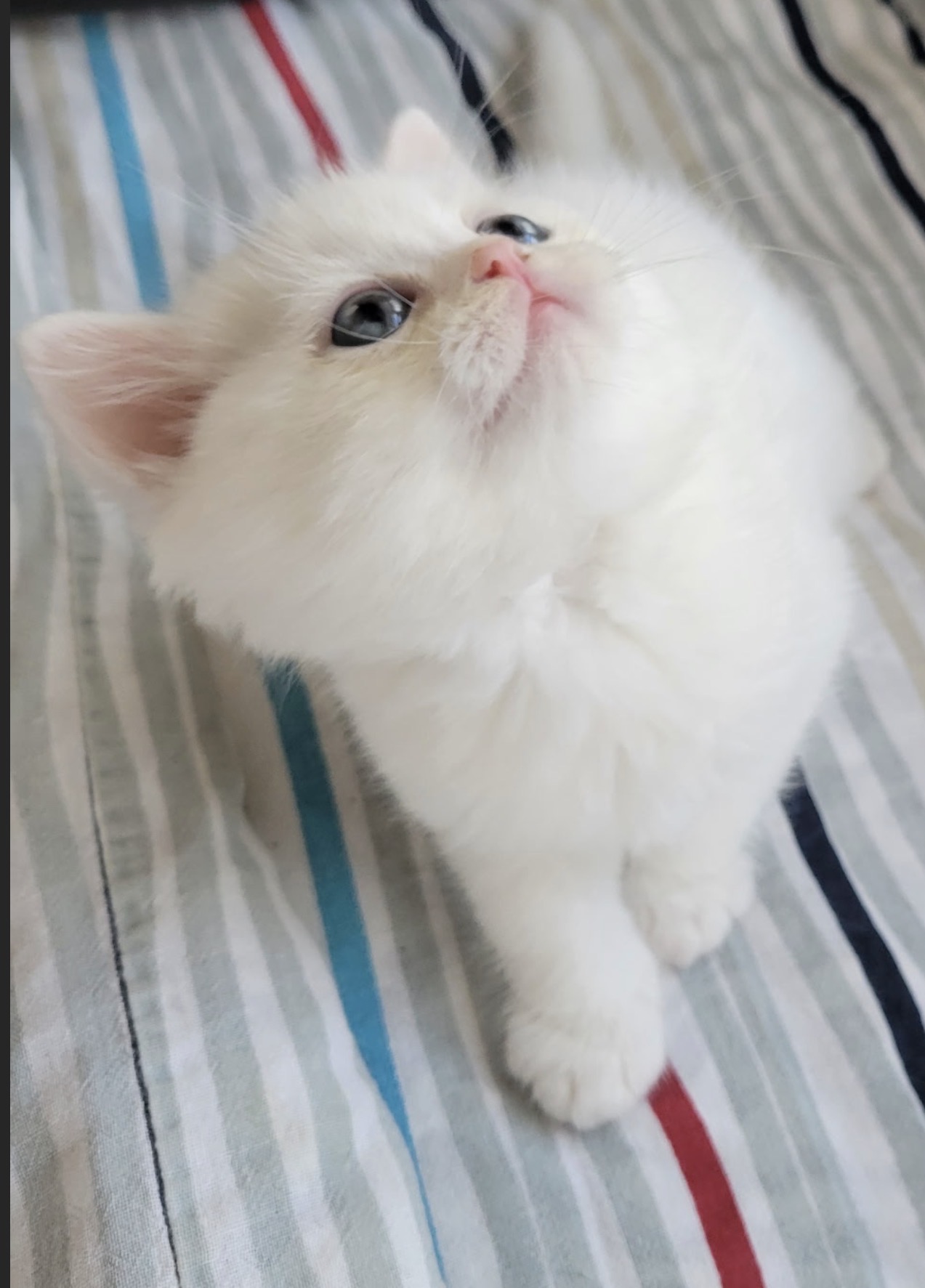 Fluffy 
