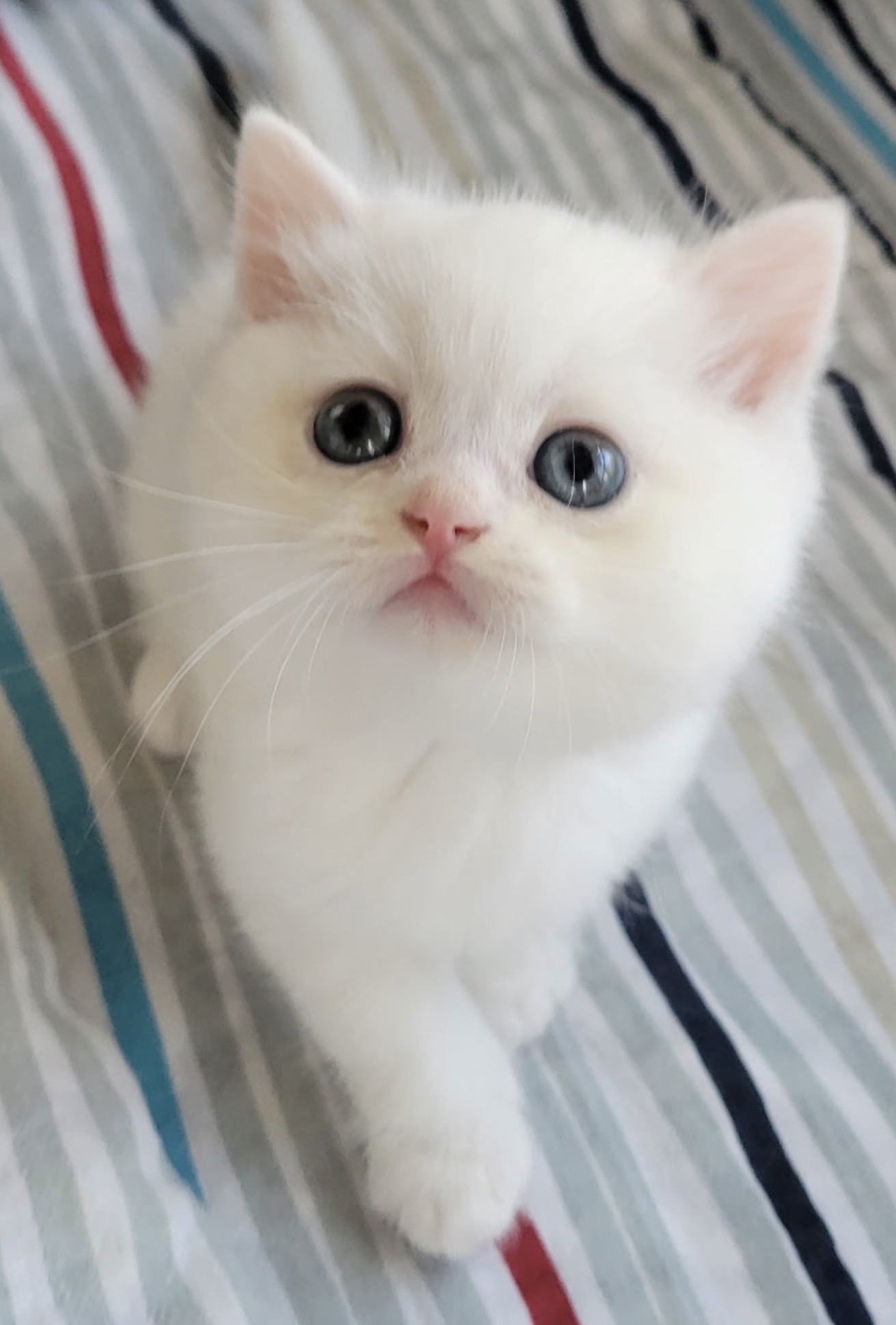 Fluffy 