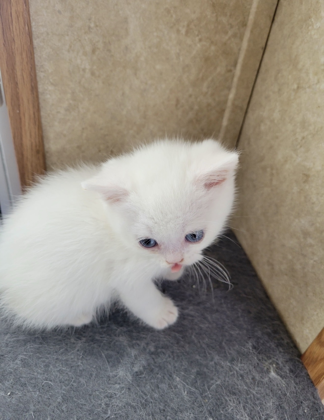 Fluffy 