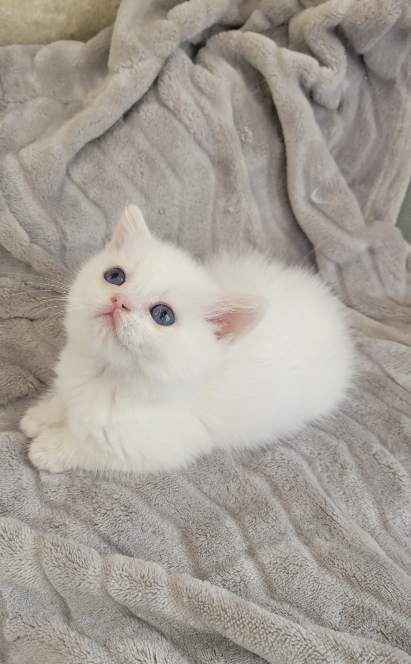Fluffy 