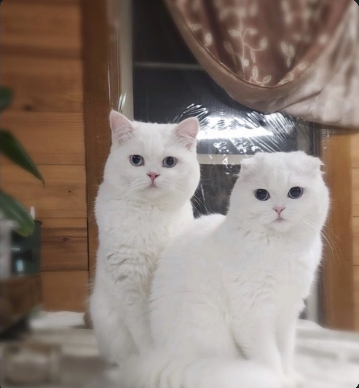 Thomas and Angel