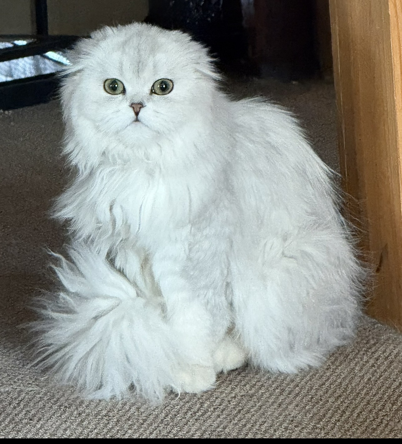 Kyzya