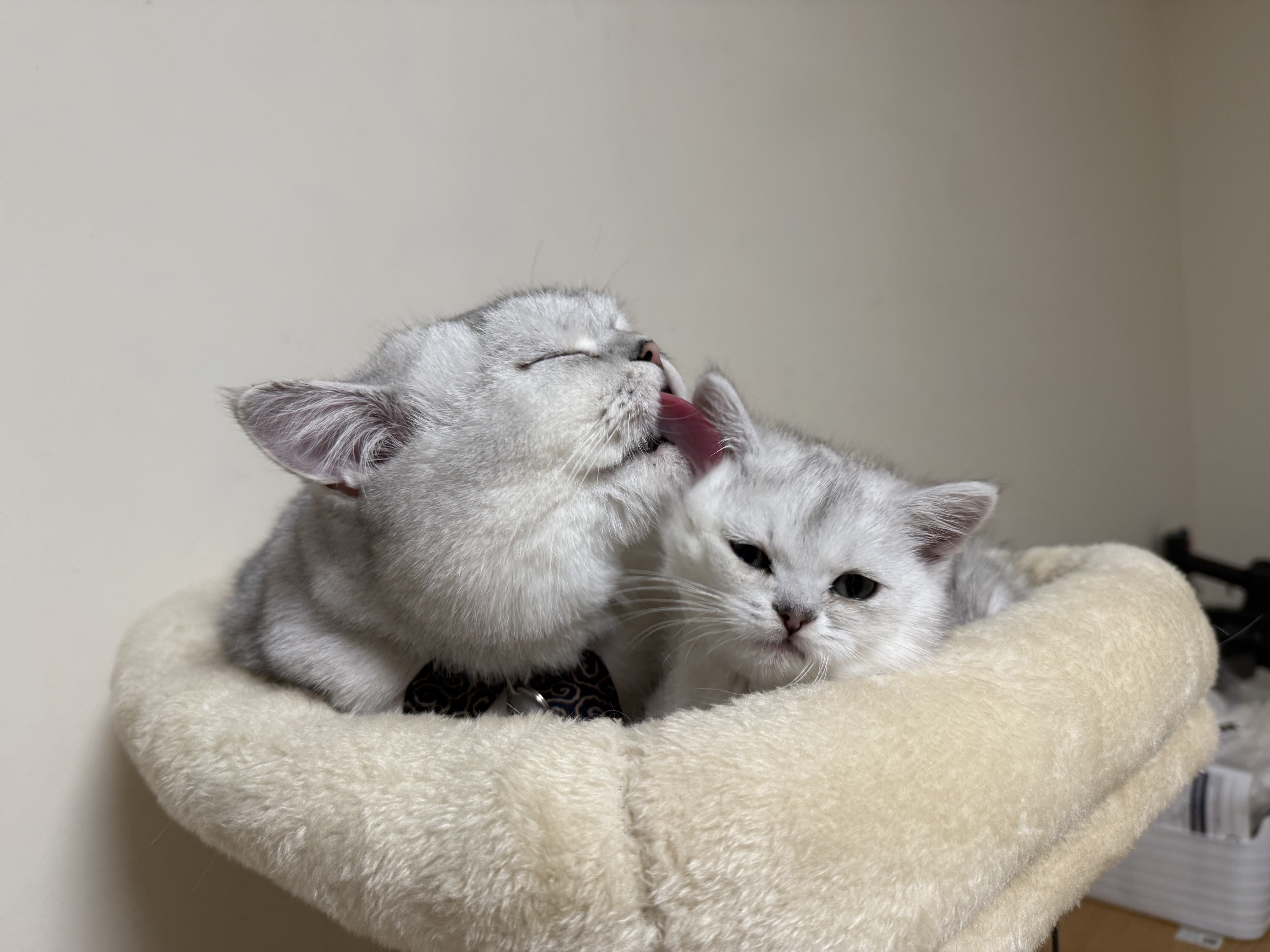 Shrimp with his little brother