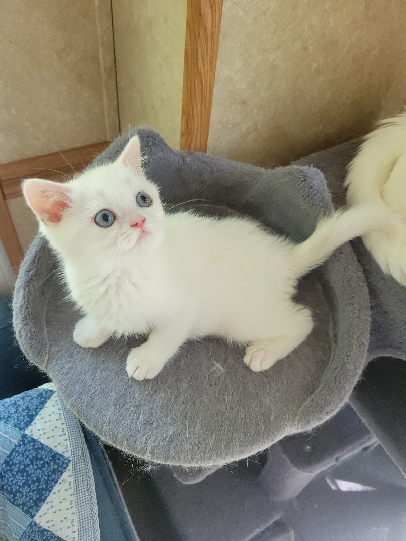 Fluffy 
