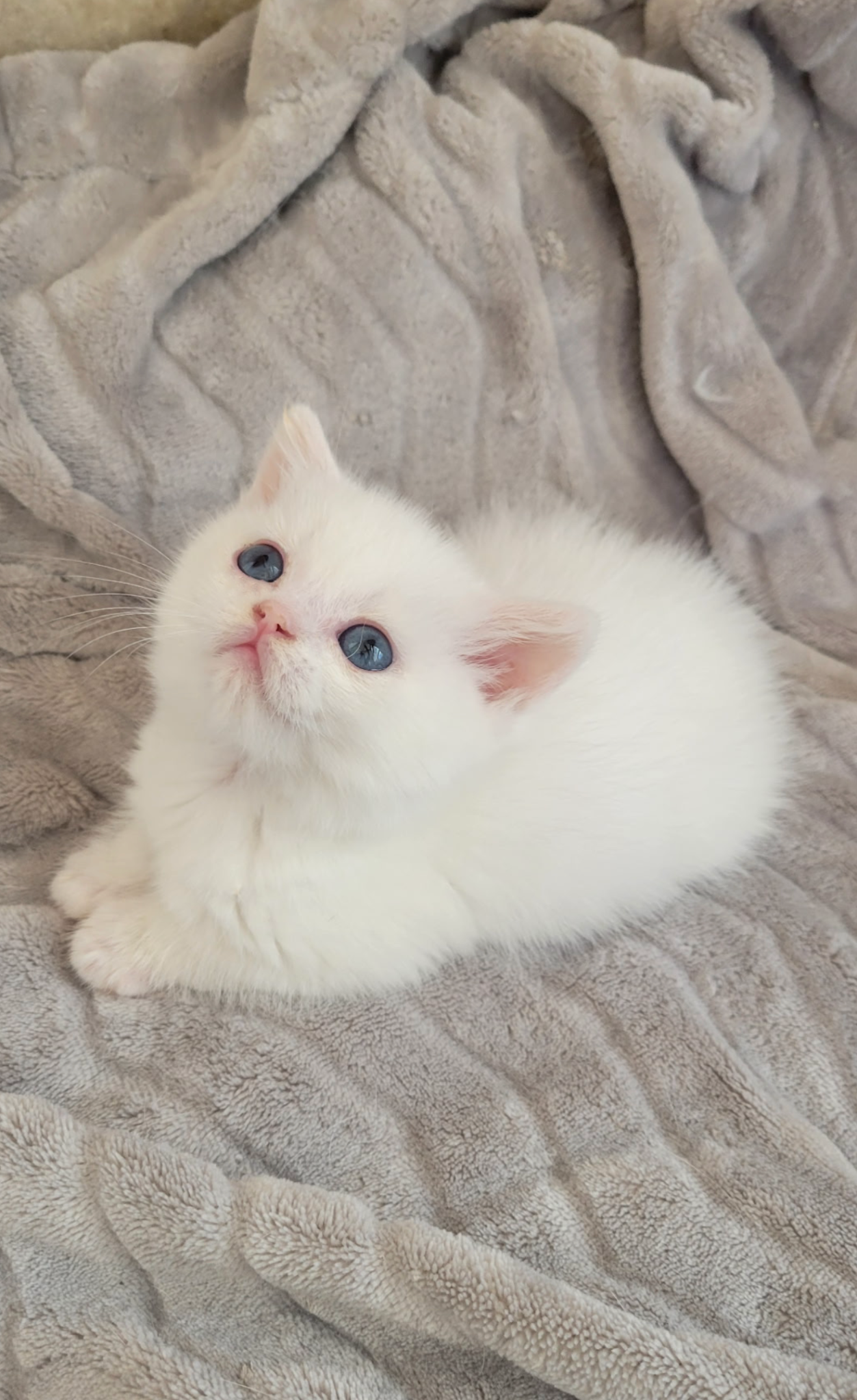 Fluffy 