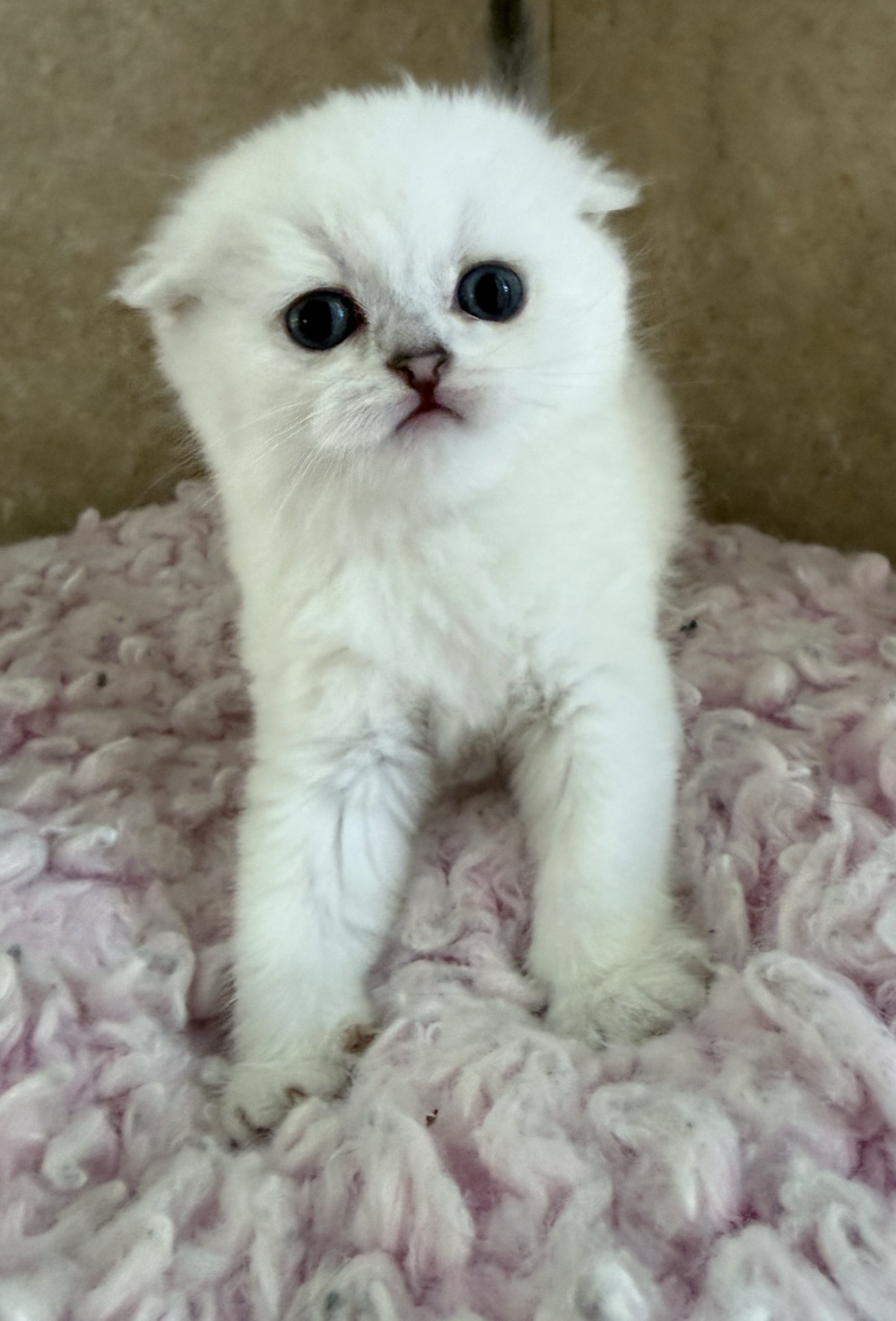 Lola 