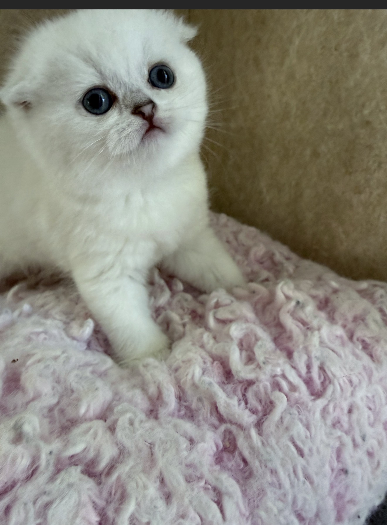 Lola 