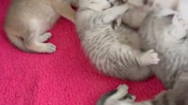 Kitten party 