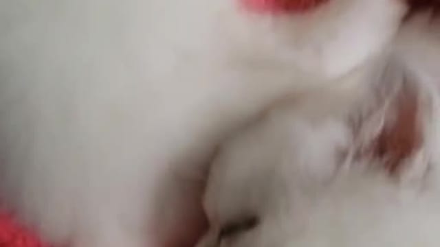 Sleepy 