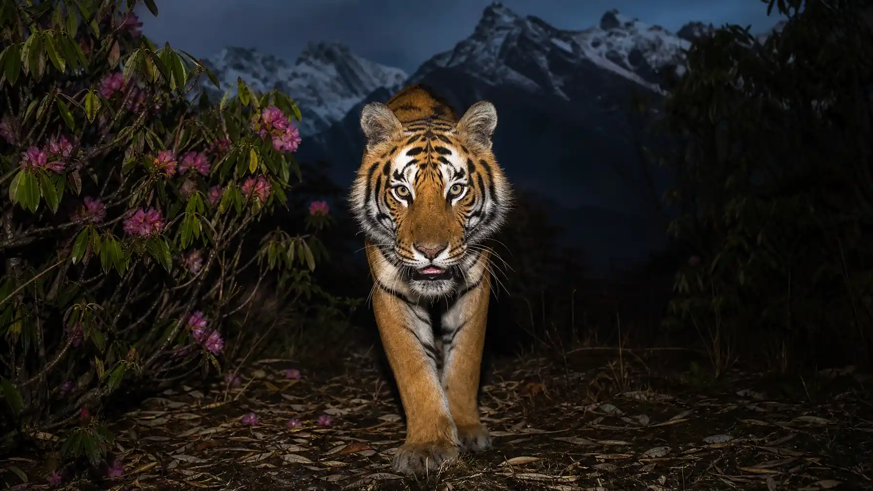 Binsar Wildlife Sanctuary: Tiger-Leopard Census in Kumaon Himalayas Binsar Wildlife Sanctuary: Tiger-Leopard Census in Kumaon Himalayas