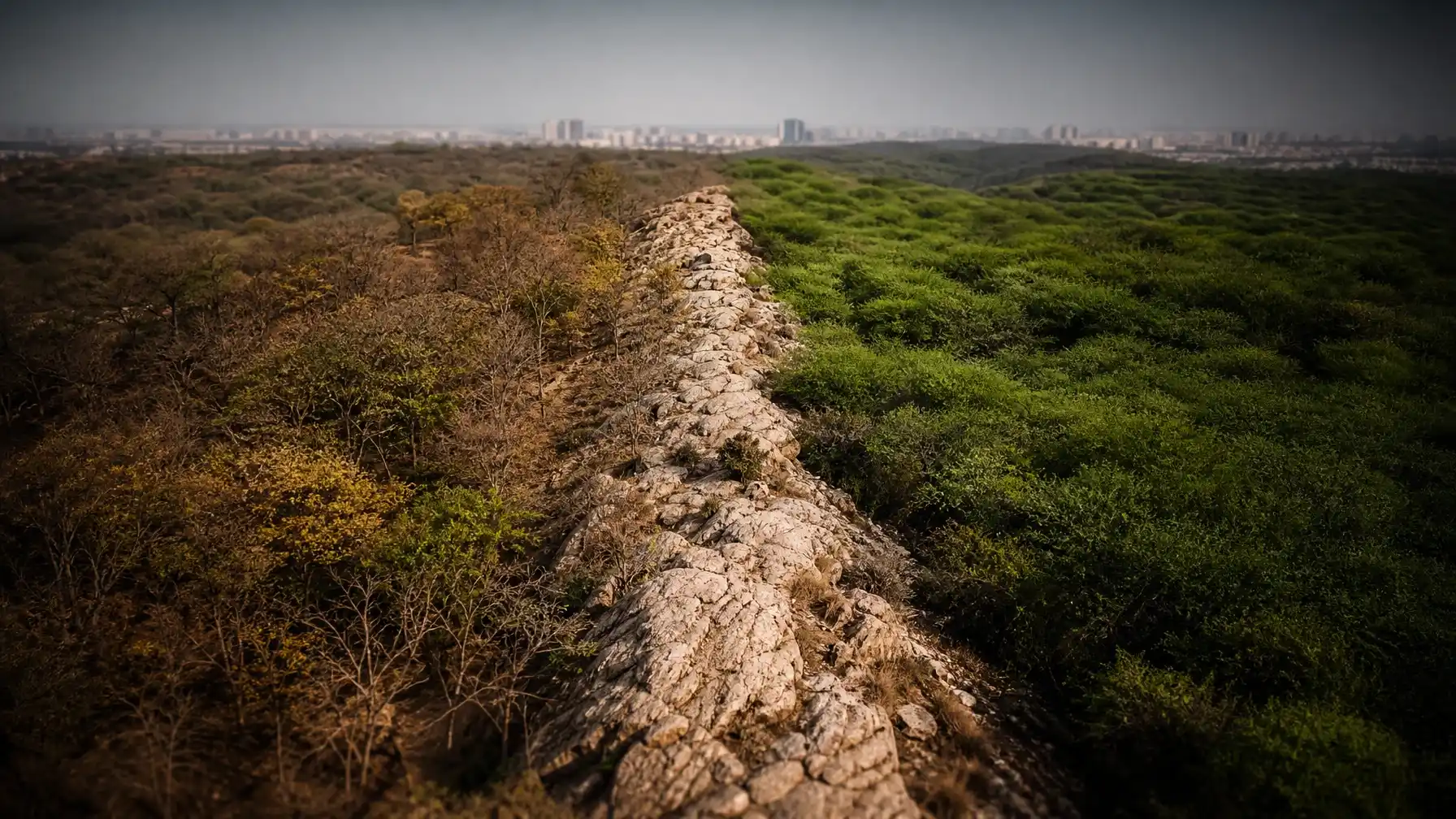 Asola Bhatti Invasion: 63.48% Landscape Under Alien Tree Cover Asola Bhatti Invasion: 63.48% Landscape Under Alien Tree Cover