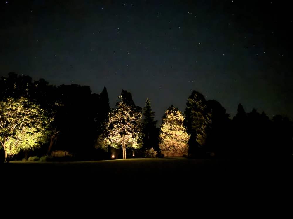 Layered uplighting on mature trees creating depth beyond the immediate outdoor area