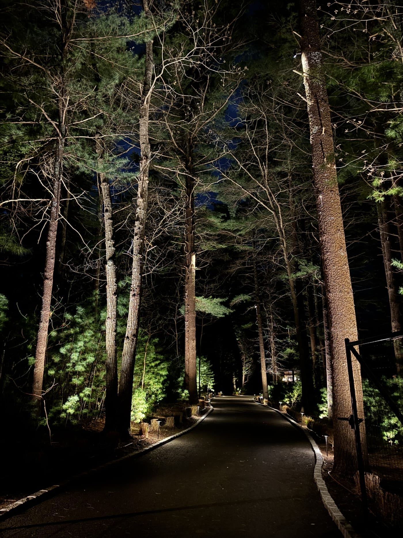 Tree-lined residential arrival drive illuminated at night