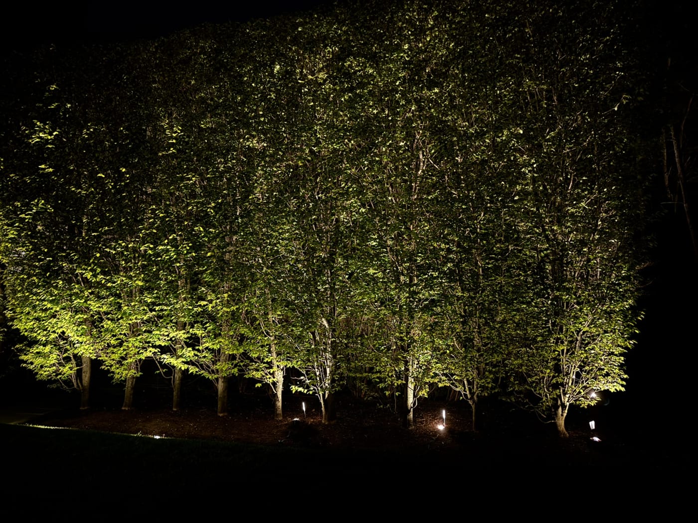 Layered landscape lighting illuminating mature trees at night