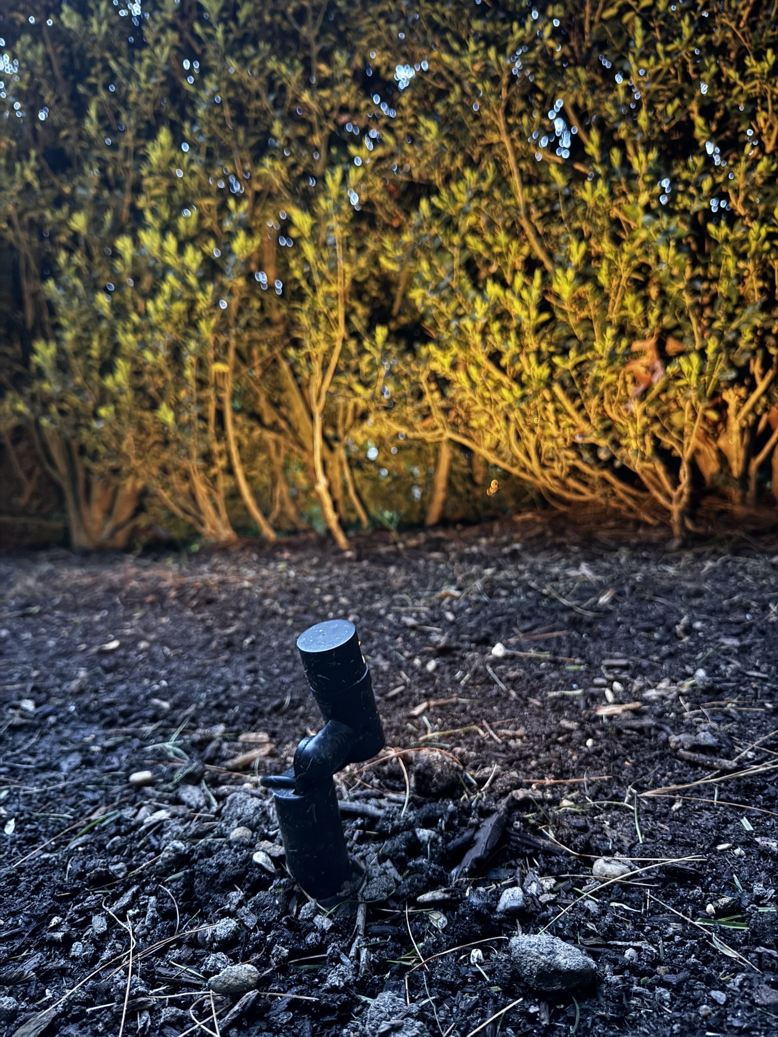 Landscape lighting fixture positioned in a planting bed before final nighttime aiming