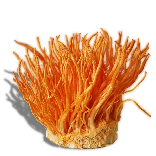 Đông Trùng Hạ Thảo Tươi (hộp 200g) - 1