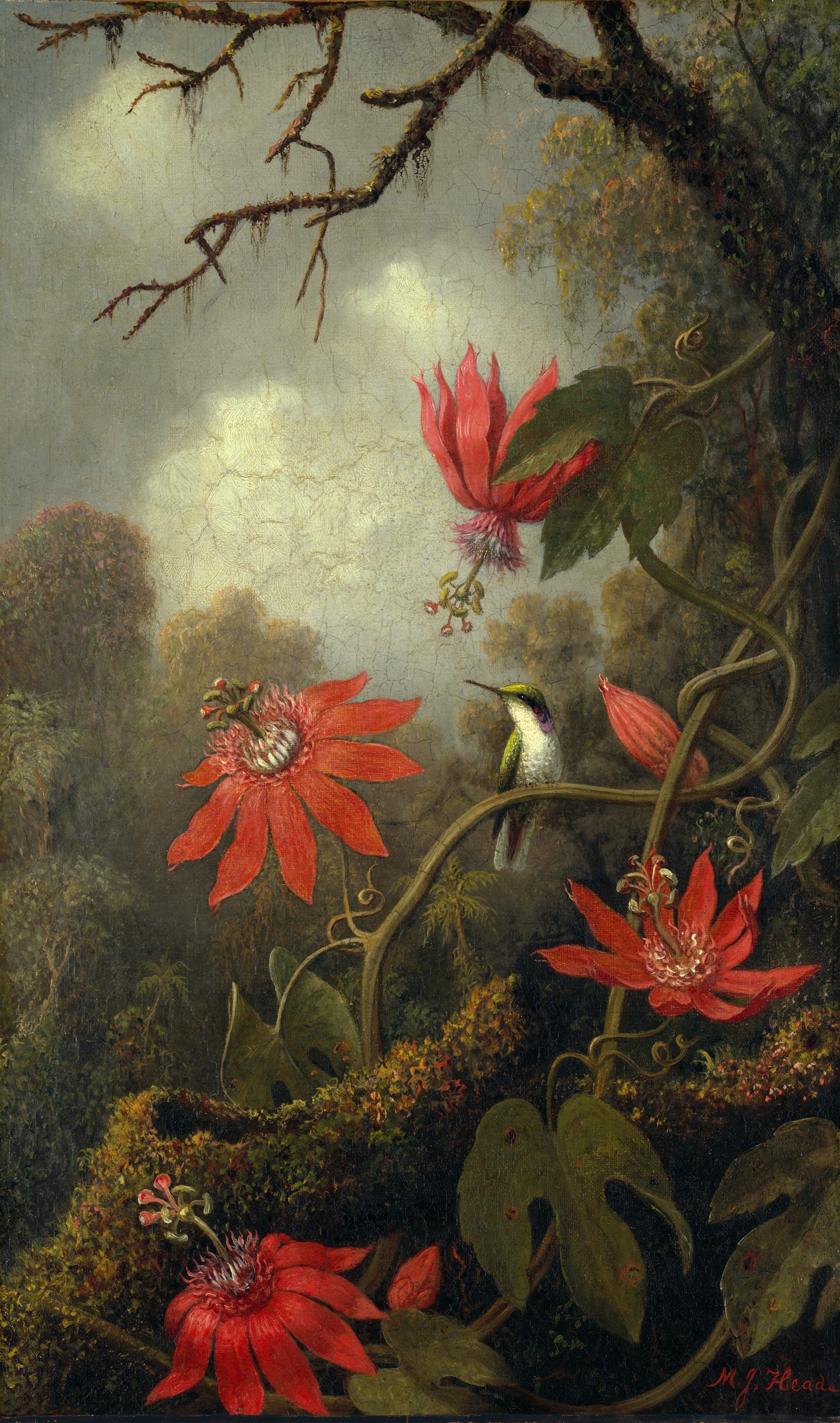 A3 Art Print titled Hummingbird and Passion flowers by Martin Johnson Heade for room decor