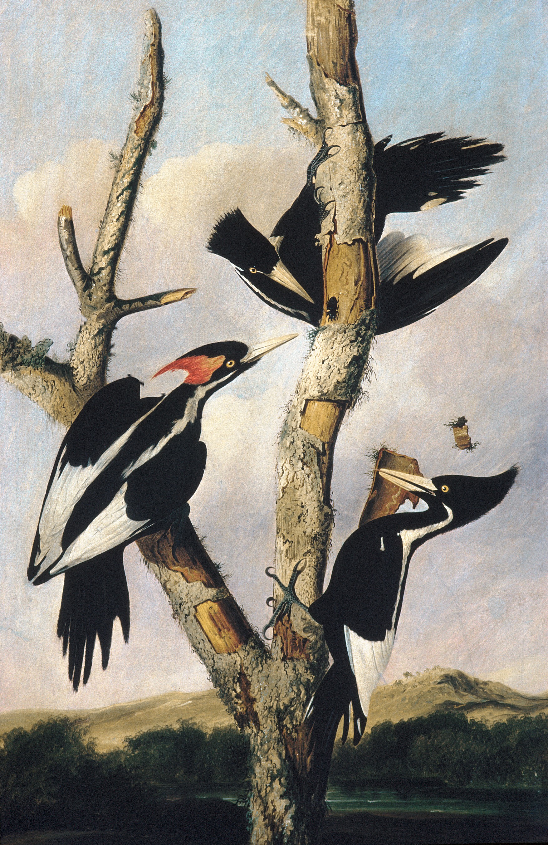 A3 Art Print titled Ivory billed Woodpeckers by Joseph Bartholomew Kidd for room decor