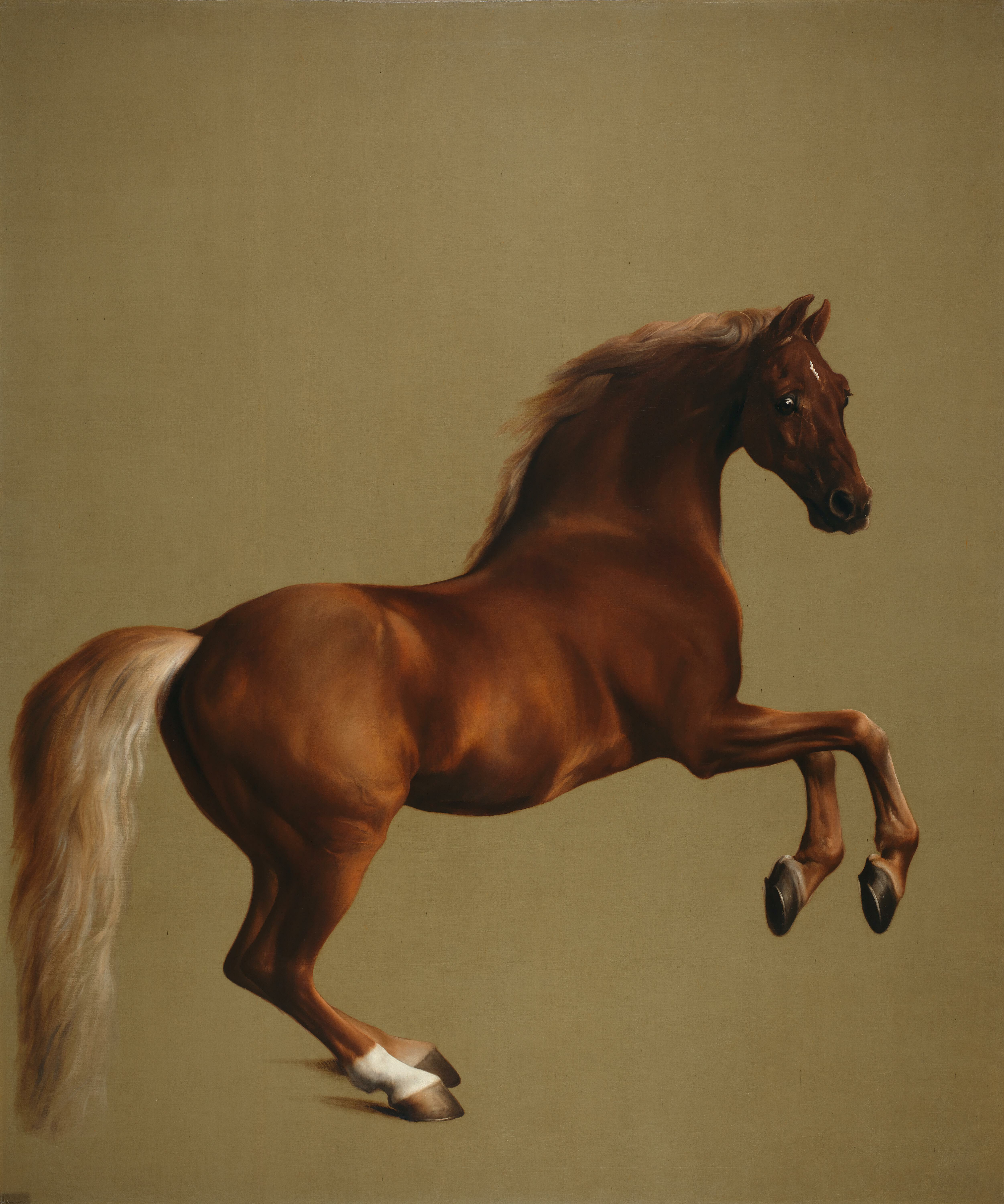 A3 Art Print titled Whistlejacket by George Stubbs for room decor