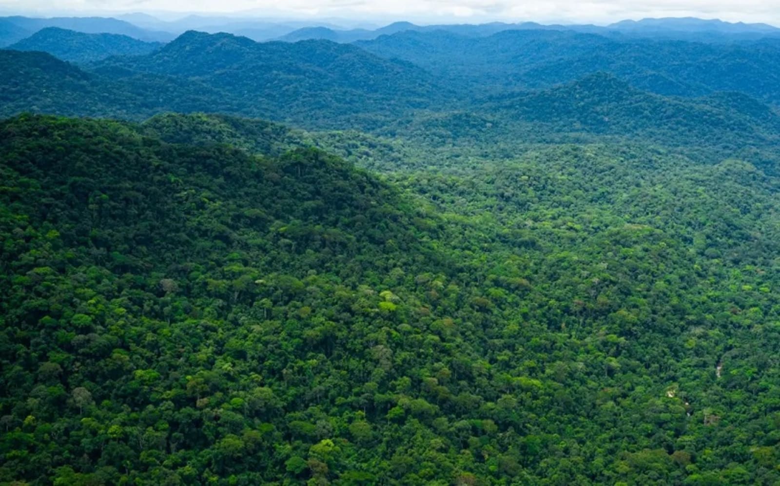 Le Gabon, sentinelle verte de lAfrique : 140 millions de tonnes de CO₂ absorbées chaque année par ses forêts