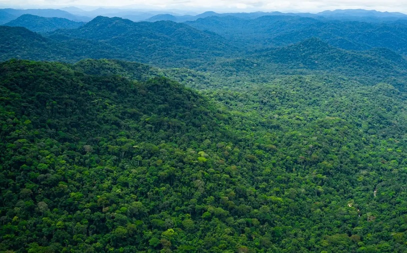 Le Gabon, sentinelle verte de lAfrique : 140 millions de tonnes de CO₂ absorbées chaque année par ses forêts