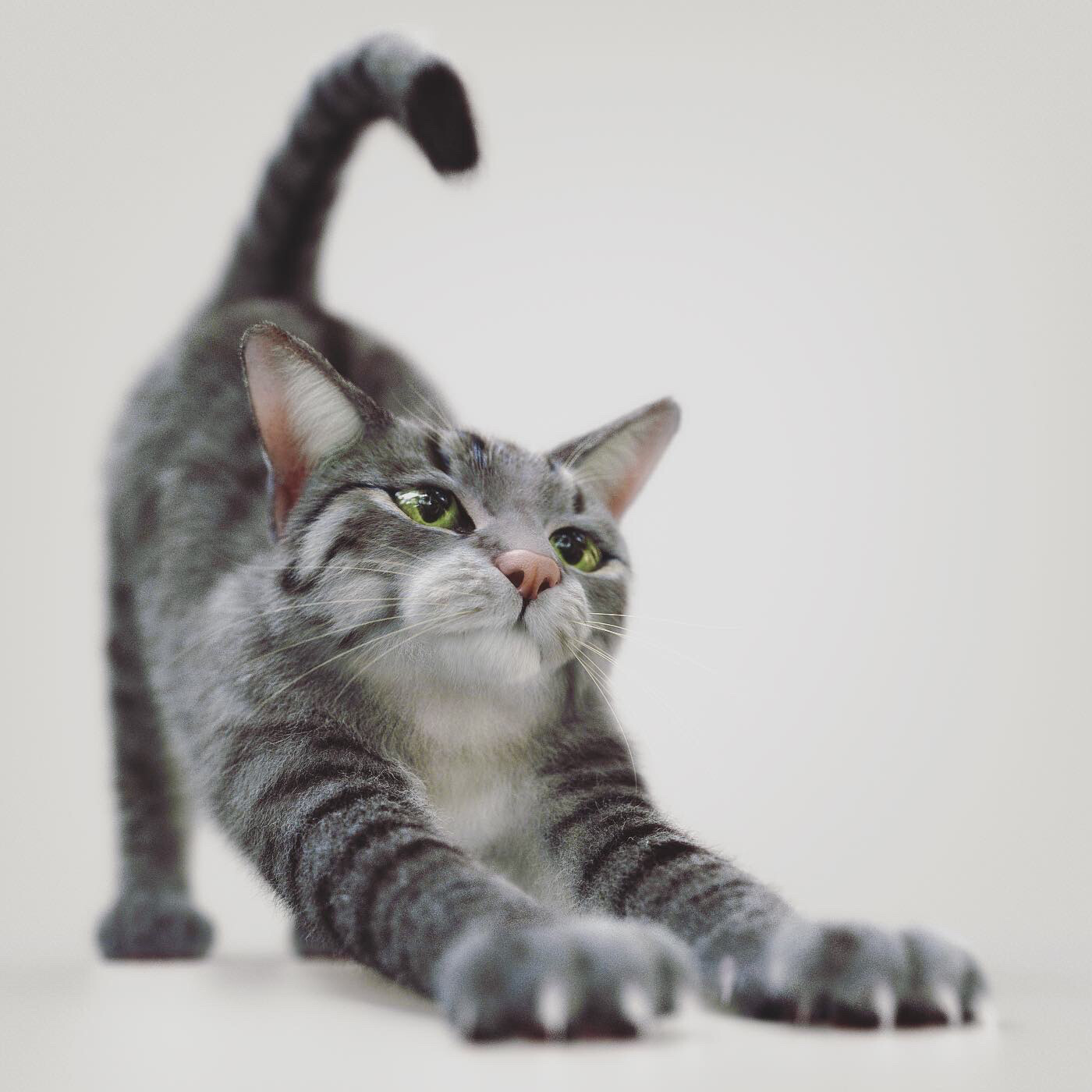 3D Cat Model