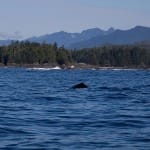 Things to Do in Ucluelet and Tofino photo 5