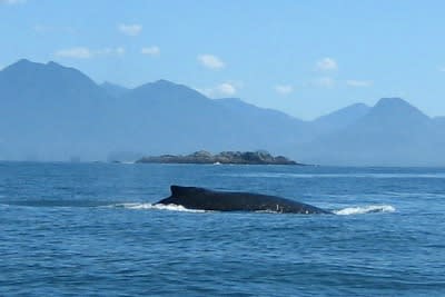 Whale Watching