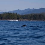 Things to Do in Ucluelet and Tofino photo 5