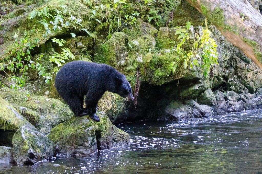Things to Do in Ucluelet and Tofino photo 1