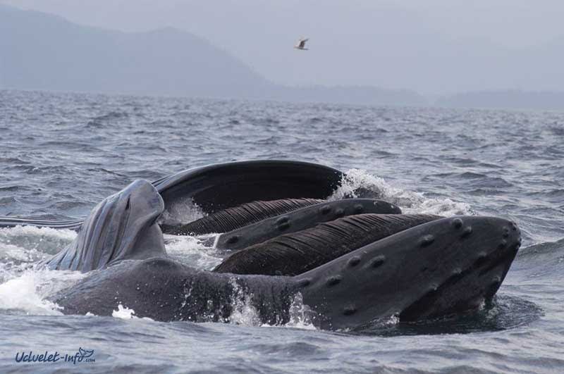Whale Watching