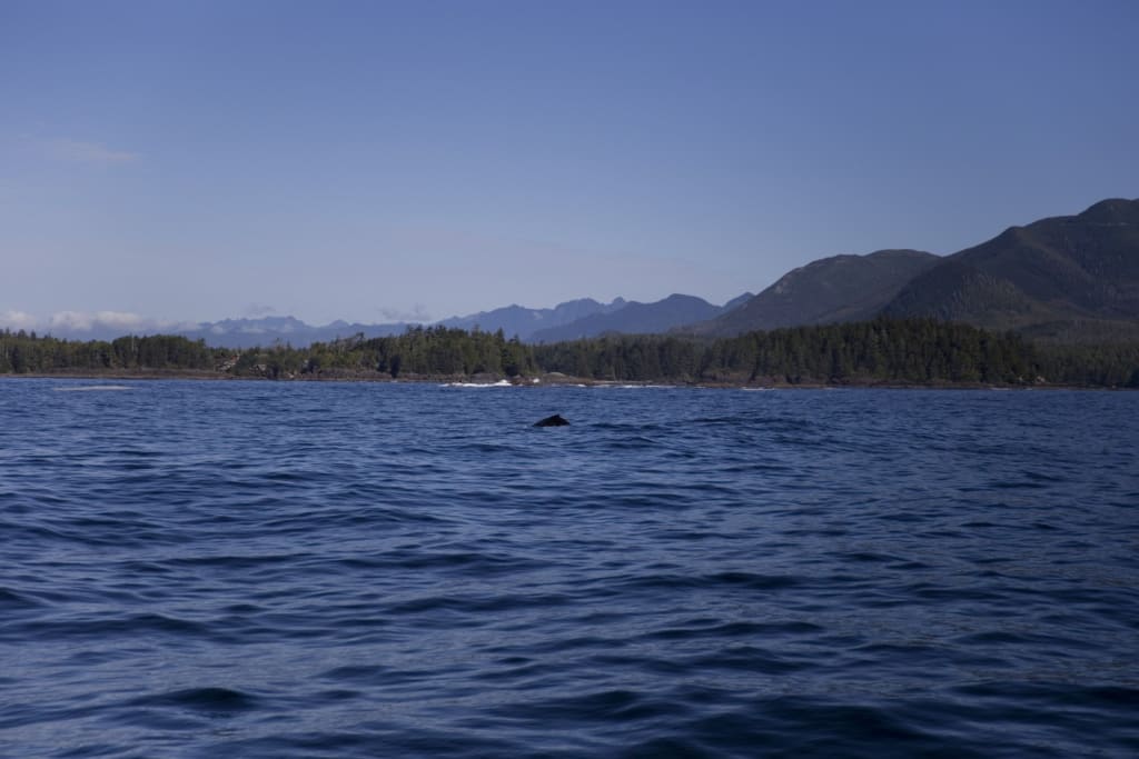 Barkley Sound