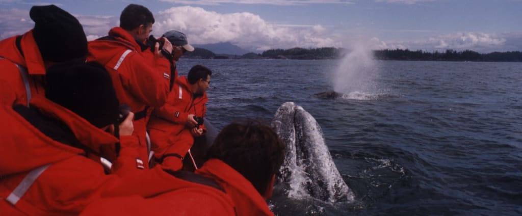 The Pacific Rim Whale Festival – 31 Years of Celebration