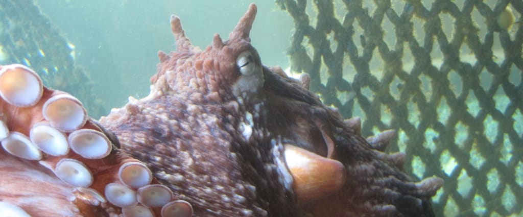 The Ucluelet Aquarium