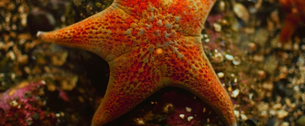 Summer Activities in Ucluelet