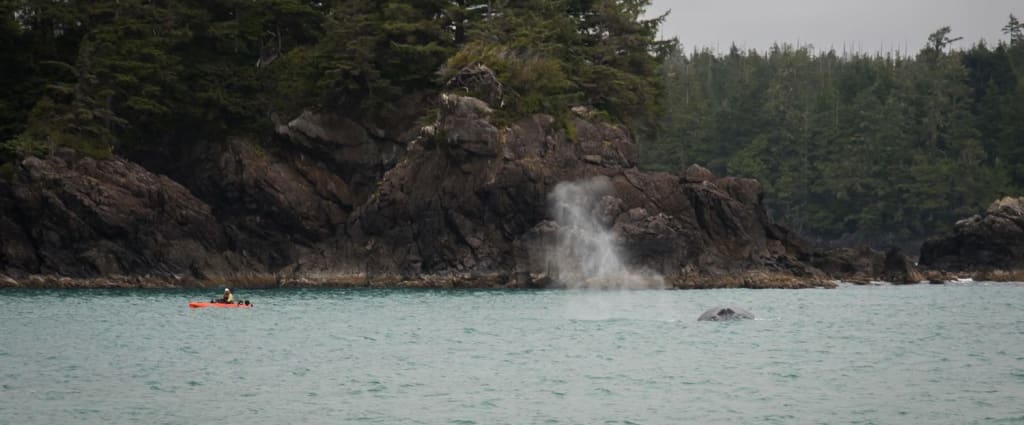 Kayaking in Ucluelet, B.C. – Things to Know, Tours and Tips