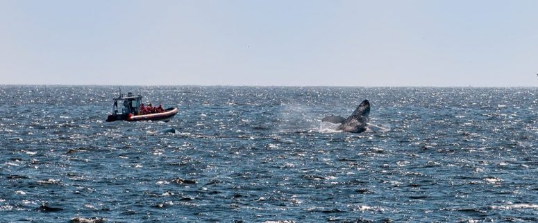 Whale Watching in Ucluelet, B.C.