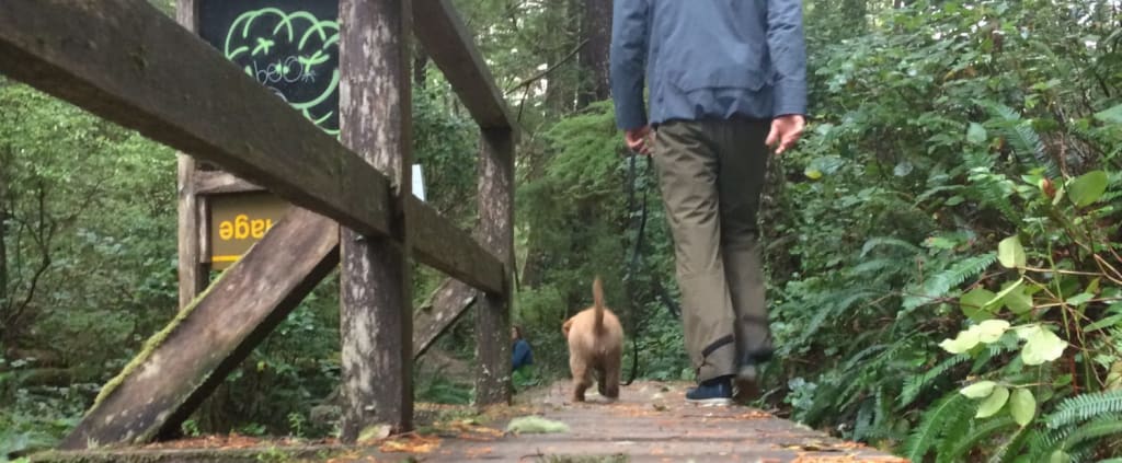 Visiting Ucluelet with Your Dog