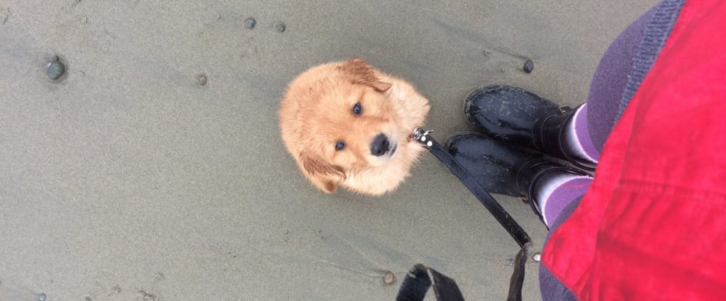 Visiting Ucluelet with Your Dog