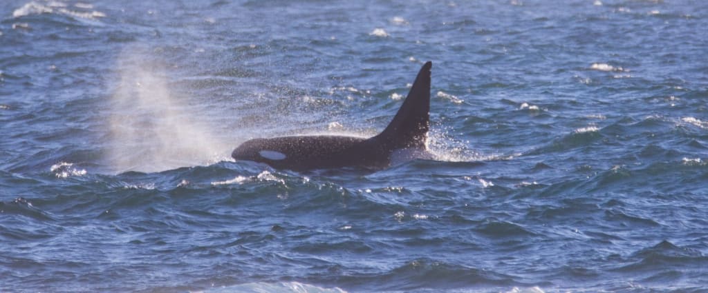 Whale Watching in Ucluelet, B.C.