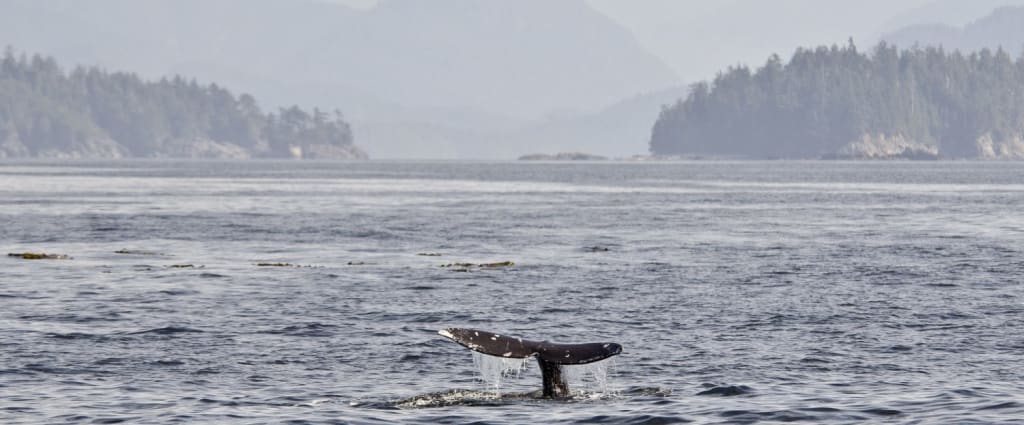 Pacific Rim Whale Festival 2018