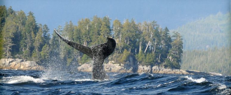 Whale Watching in Ucluelet, B.C.