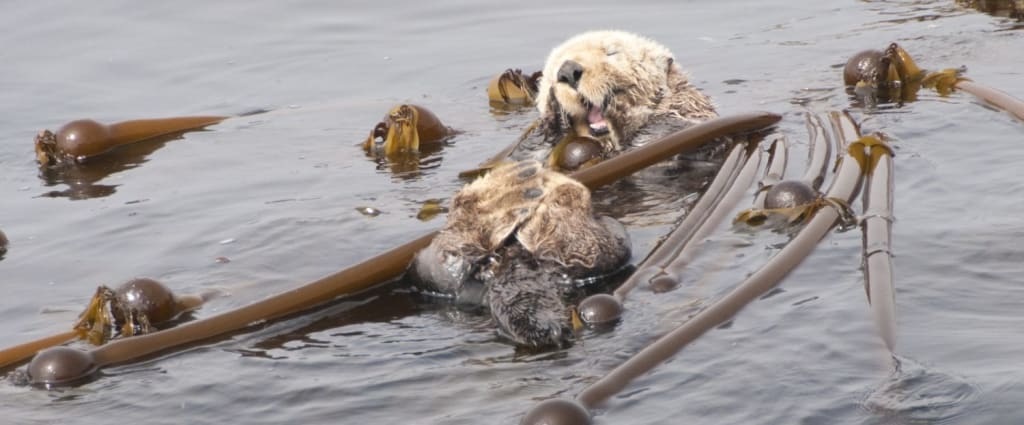 Whale Watching in Ucluelet, B.C.