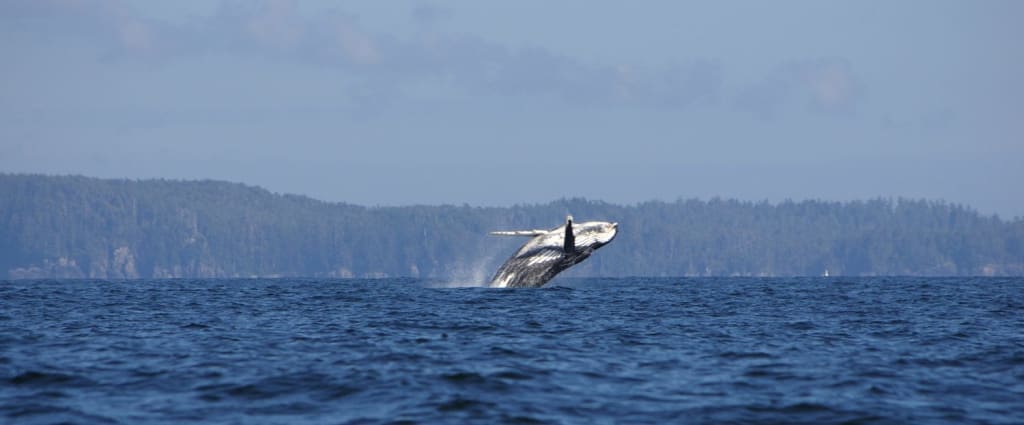 Whale Watching in Ucluelet, B.C.